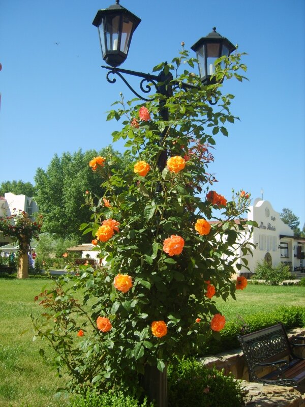 оранжевые плетущиеся розы