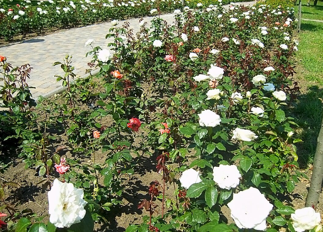 розы парк