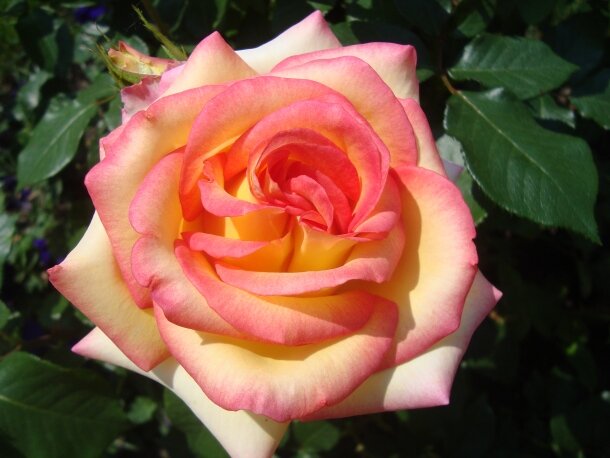 самая красивая двухцветная роза