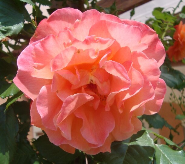 роза персиковая крупным планом