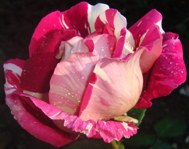 роза необычной пестрой расцветки