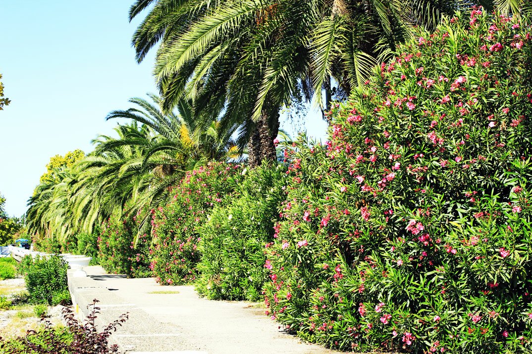 пальмы и цветущие олеандры