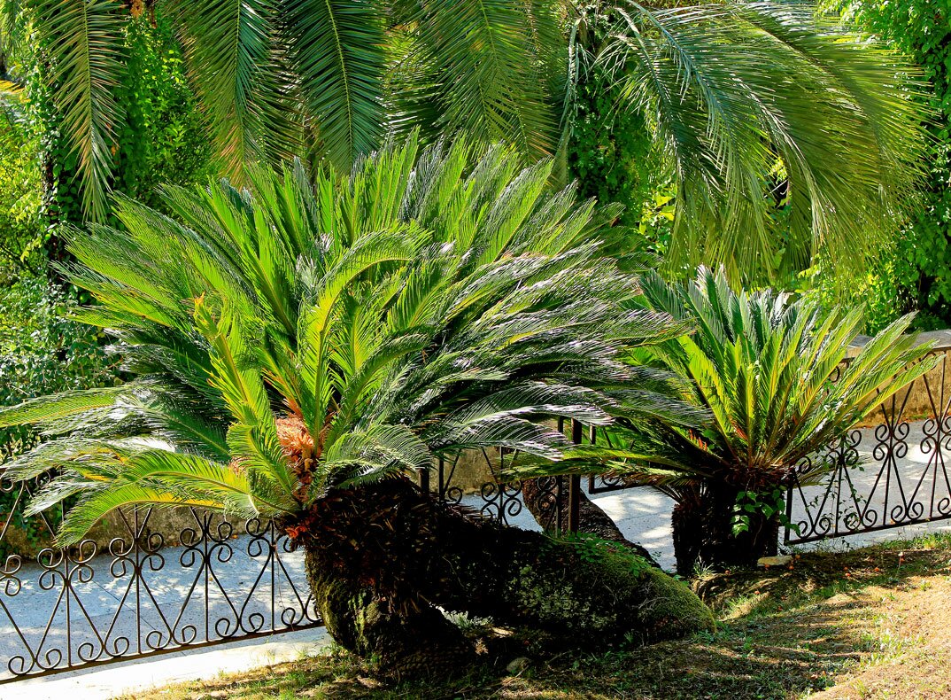 саговая пальма