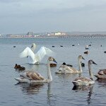 Лебеди в Анапской бухте