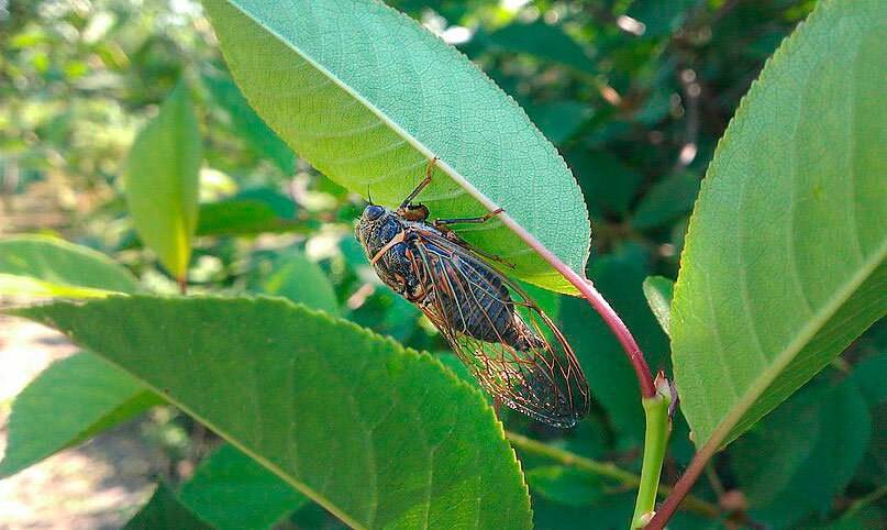 which of itself insect cicada