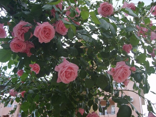розовые плетущиеся розы на аллее роз