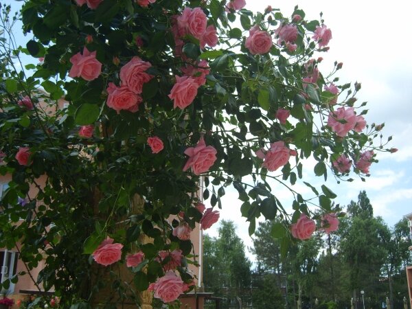 розовые розы на аллее