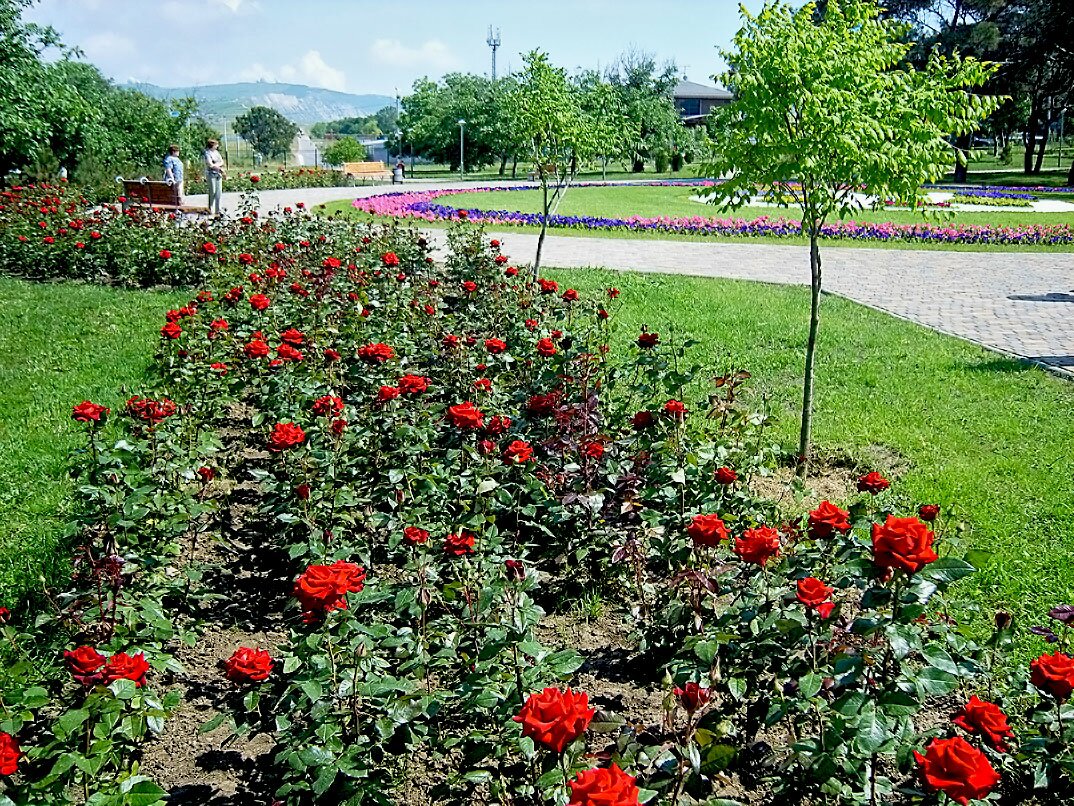 розы в парке