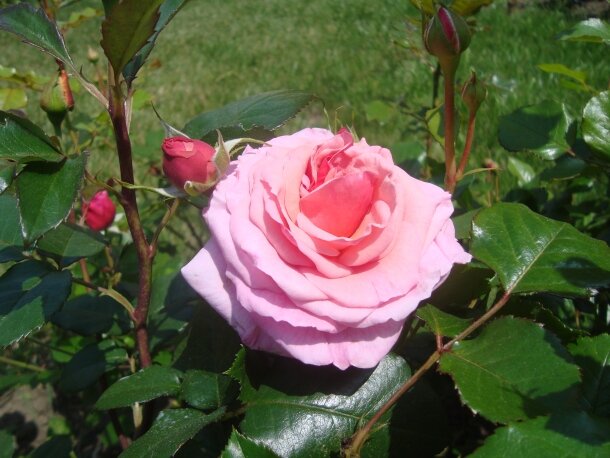 самая прекрасная розовая роза
