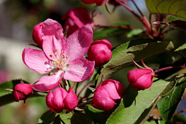 цветение декоративной яблони