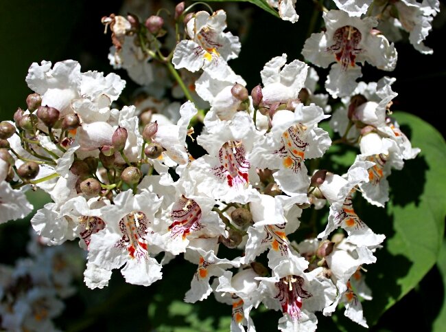 цветы катальпы