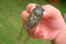 which of itself insect cicada